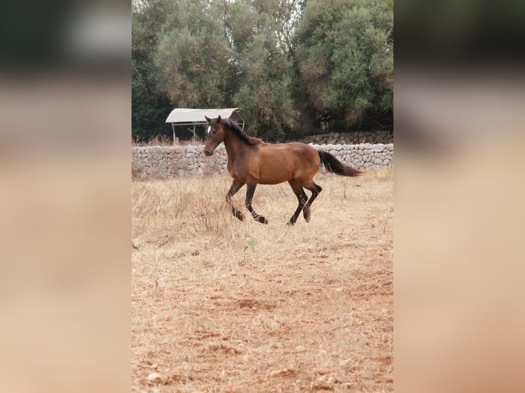 Hispano árabe Mestizo Caballo castrado 5 años 153 cm Castaño in Sencelles