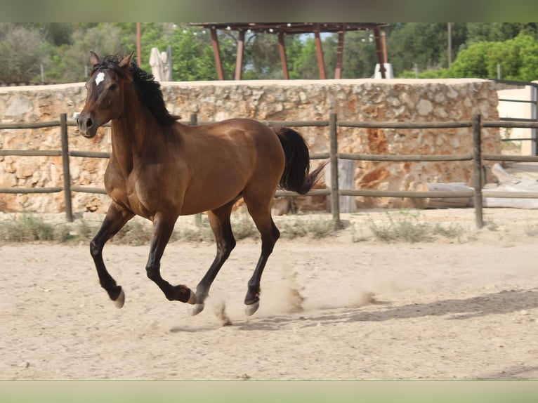 Hispano árabe Caballo castrado 5 años 153 cm Castaño claro in Sencelles