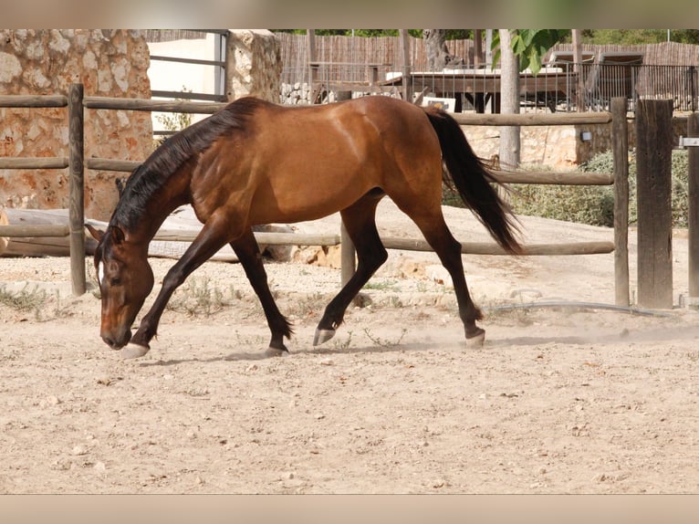 Hispano árabe Caballo castrado 5 años 153 cm Castaño claro in Sencelles