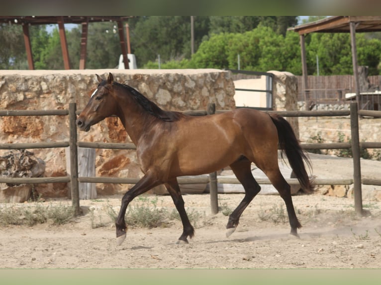 Hispano árabe Caballo castrado 5 años 153 cm Castaño claro in Sencelles