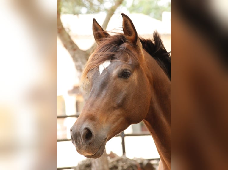 Hispano árabe Caballo castrado 5 años 153 cm Castaño claro in Sencelles