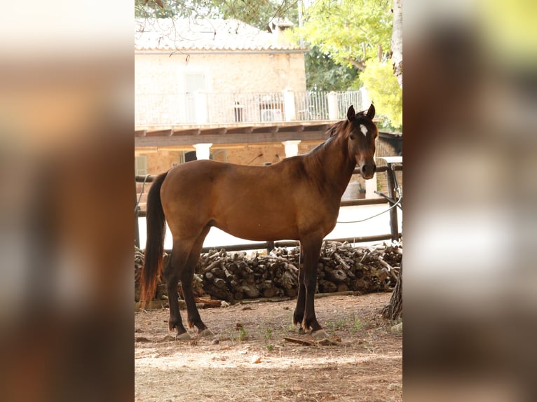 Hispano árabe Caballo castrado 5 años 153 cm Castaño claro in Sencelles