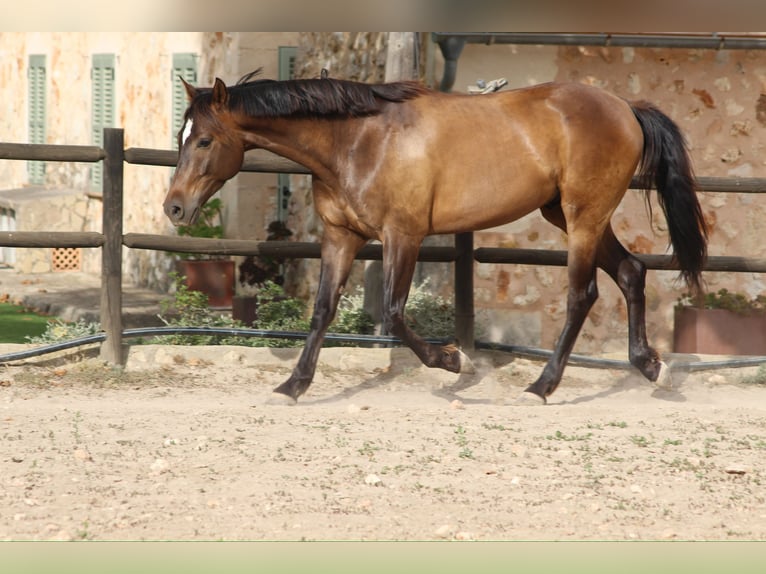 Hispano árabe Caballo castrado 5 años 153 cm Castaño claro in Sencelles