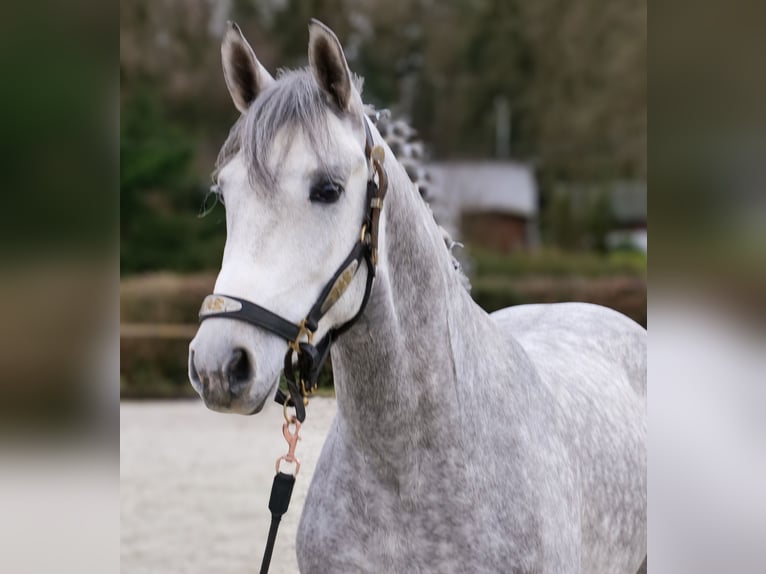 Hispano árabe Caballo castrado 5 años 154 cm Tordo in Neustadt (Wied)