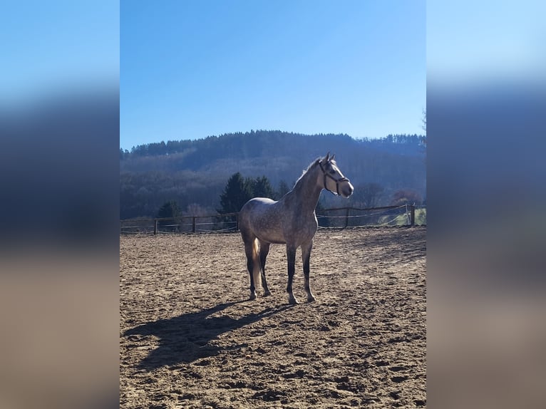 Hispano árabe Caballo castrado 5 años 154 cm Tordo rodado in Braunfels Tiefenbach