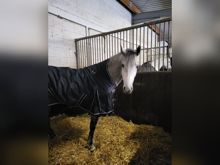 Hispano árabe Caballo castrado 5 años 154 cm Tordo rodado in Braunfels Tiefenbach