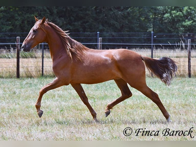 Hispano árabe Caballo castrado 5 años 156 cm Alazán in Wiebelsheim