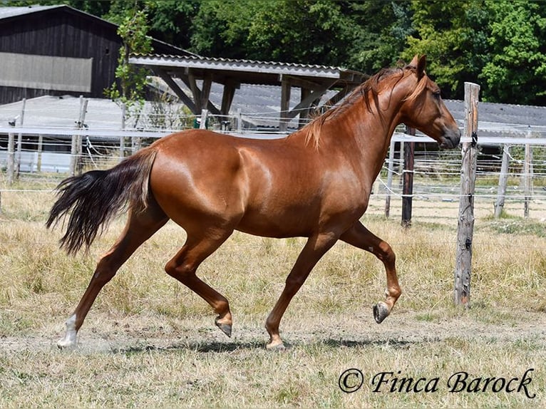 Hispano árabe Caballo castrado 5 años 156 cm Alazán in Wiebelsheim