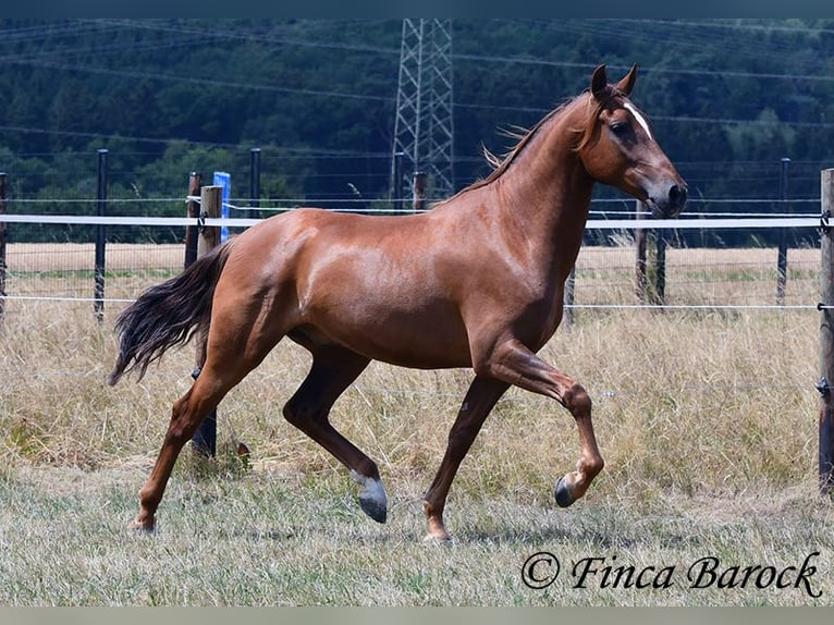 Hispano árabe Caballo castrado 5 años 156 cm Alazán in Wiebelsheim