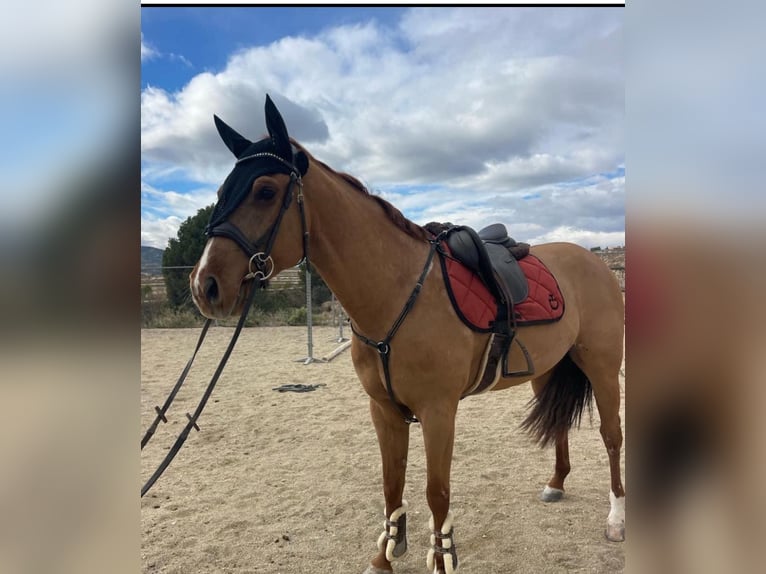 Hispano árabe Caballo castrado 5 años 160 cm Alazán-tostado in Murcia