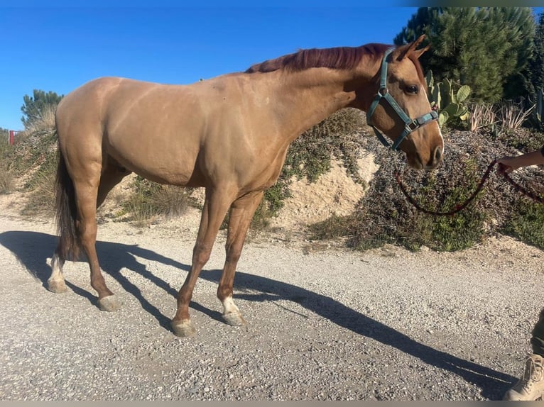 Hispano árabe Mestizo Caballo castrado 5 años 160 cm Alazán-tostado in Murcia