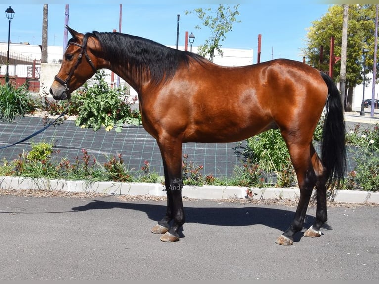Hispano árabe Caballo castrado 5 años 163 cm Castaño in Provinz Cordoba