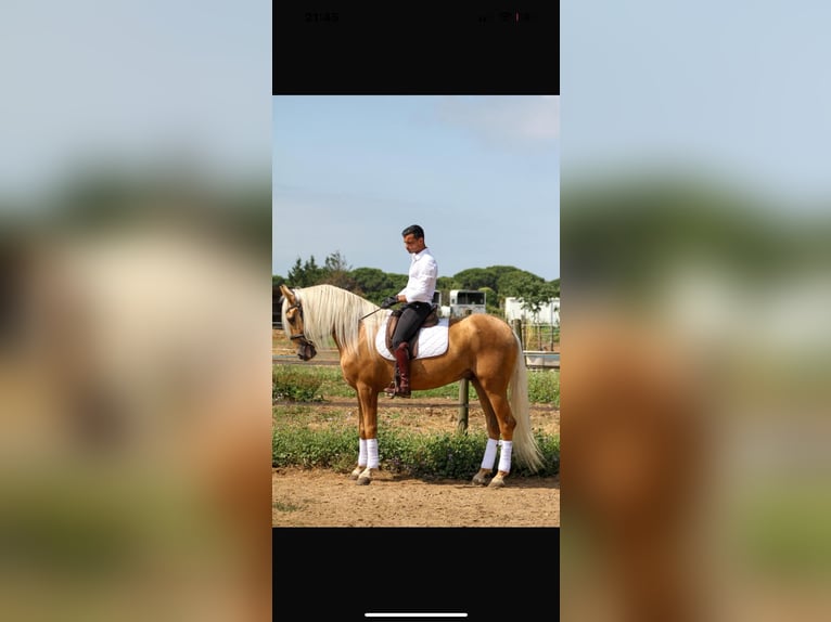 Hispano árabe Caballo castrado 5 años 165 cm Palomino in Cucq