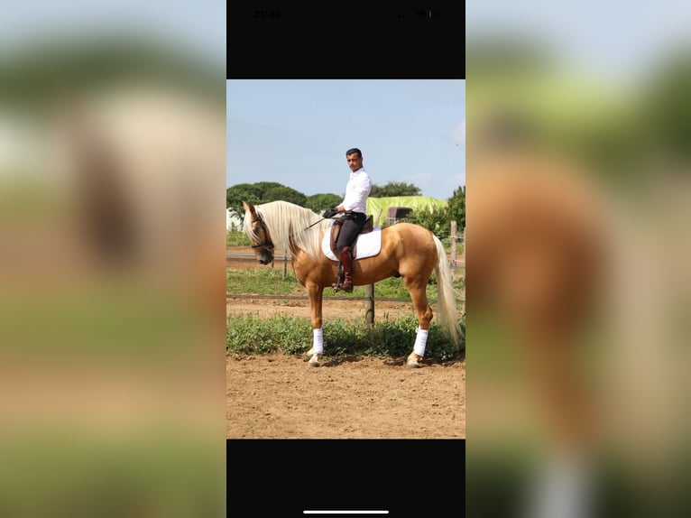 Hispano árabe Caballo castrado 5 años 165 cm Palomino in Cucq