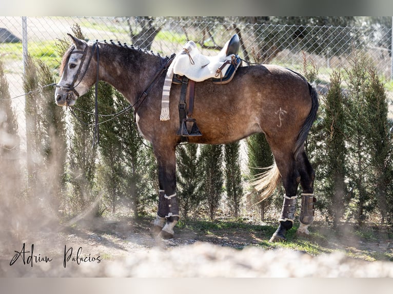 Hispano árabe Caballo castrado 5 años 165 cm Tordo rodado in Elche De La Sierra
