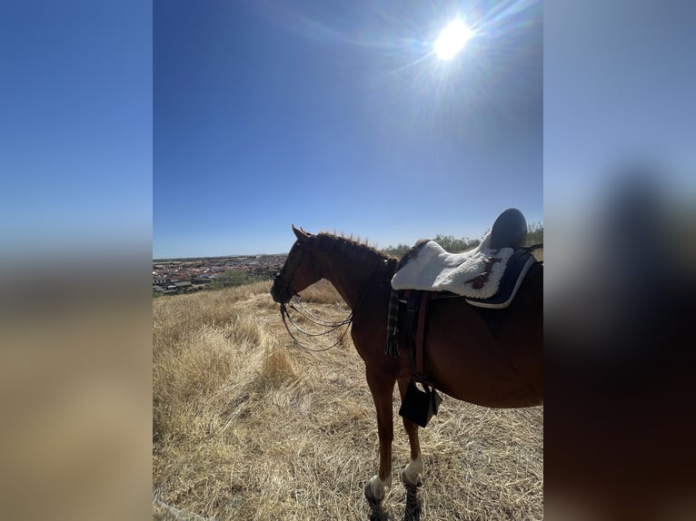 Hispano árabe Caballo castrado 5 años 166 cm Alazán in Ciudad Real