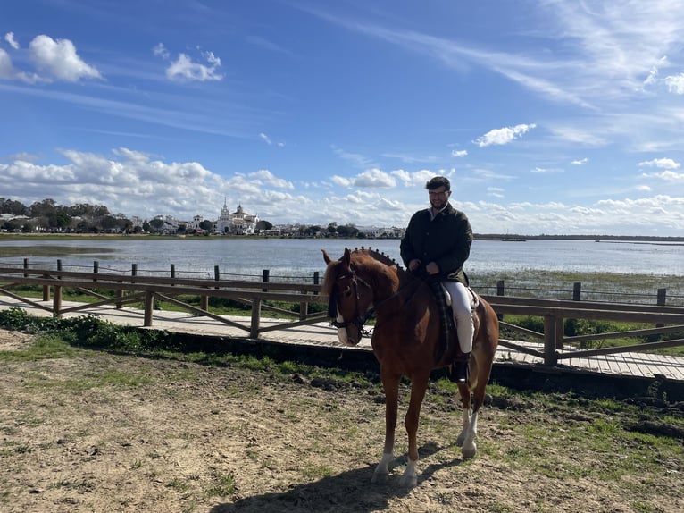 Hispano árabe Caballo castrado 5 años 166 cm Alazán in Ciudad Real