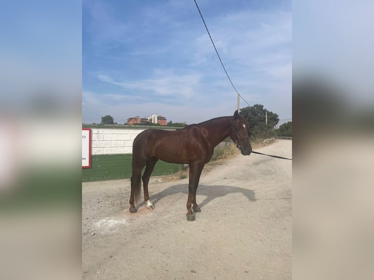 Hispano árabe Caballo castrado 5 años Alazán in Madrid