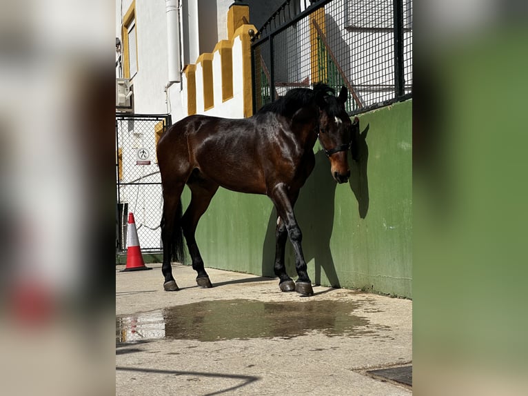 Hispano árabe Caballo castrado 5 años Castaño in Catadau