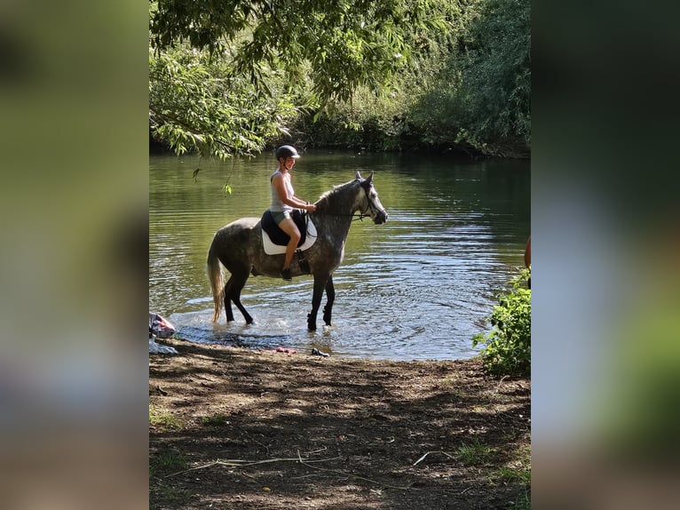 Hispano árabe Mestizo Caballo castrado 6 años 155 cm Tordo in Heuchelheim