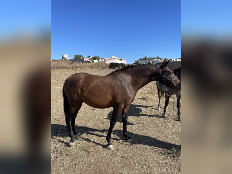 Hispano árabe Mestizo Caballo castrado 6 años 160 cm Castaño in Arroyo De La Luz
