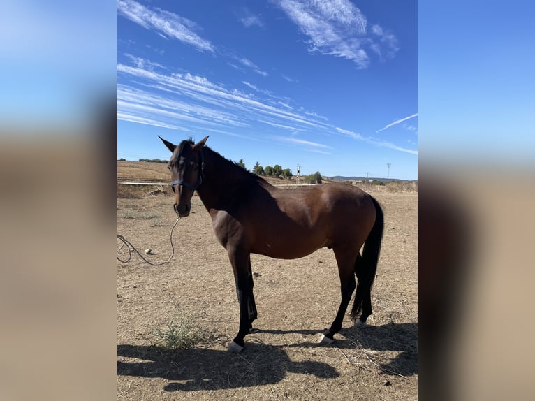 Hispano árabe Mestizo Caballo castrado 6 años 160 cm Castaño in Arroyo De La Luz
