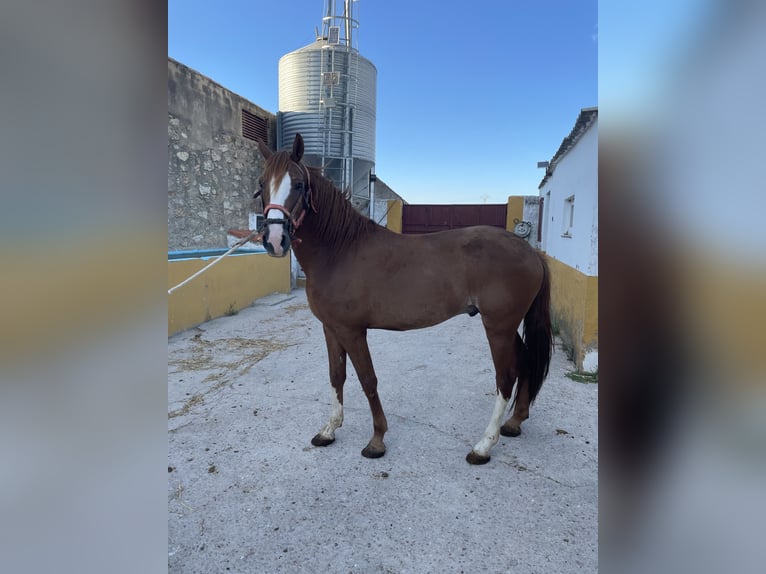 Hispano árabe Mestizo Caballo castrado 6 años 160 cm Castaño in Arroyo De La Luz