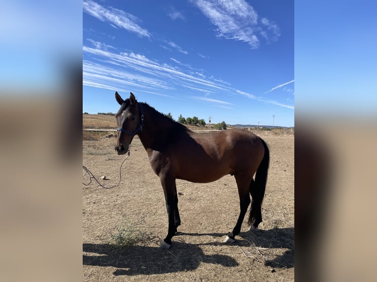 Hispano árabe Mestizo Caballo castrado 6 años 160 cm Castaño in Arroyo De La Luz