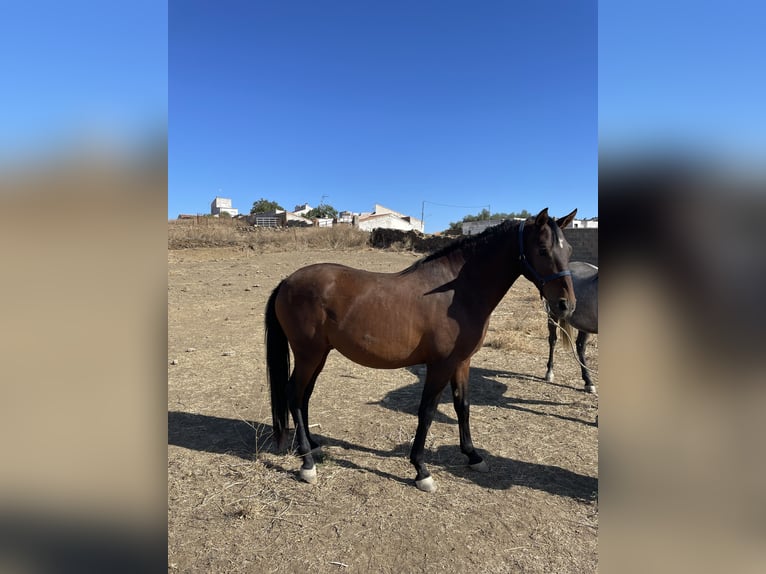 Hispano árabe Mestizo Caballo castrado 6 años 160 cm Castaño in Arroyo De La Luz