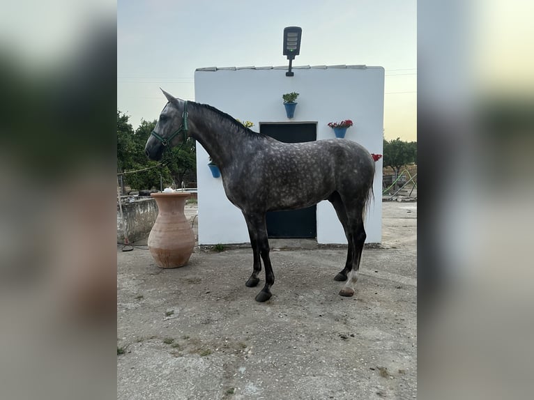 Hispano árabe Caballo castrado 6 años 160 cm Tordo in Cordoba