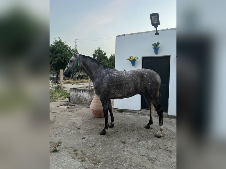 Hispano árabe Caballo castrado 6 años 160 cm Tordo in Cordoba