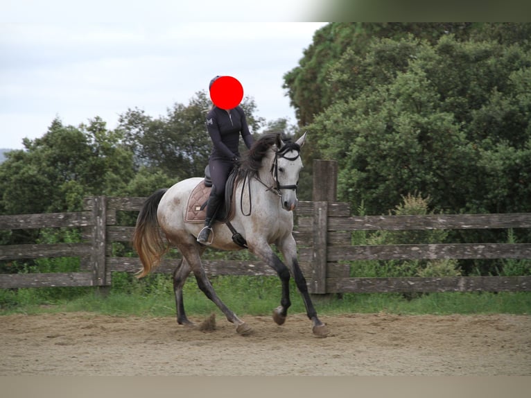 Hispano árabe Caballo castrado 6 años 166 cm Tordo in Cassa De La Selva