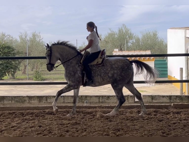 Hispano árabe Caballo castrado 6 años Tordo in Sevilla