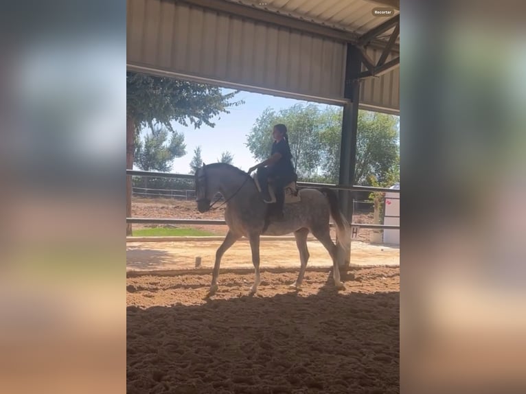 Hispano árabe Caballo castrado 6 años Tordo in Sevilla