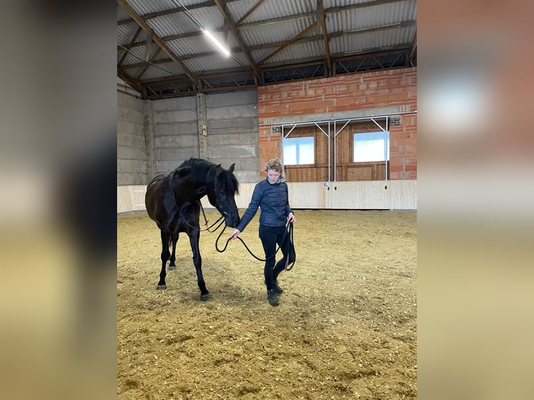 Hispano árabe Caballo castrado 7 años 160 cm Negro in Breitenworbis