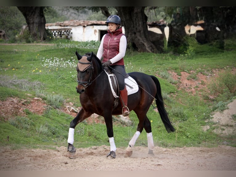 Hispano árabe Caballo castrado 7 años 161 cm Morcillo in Valencia