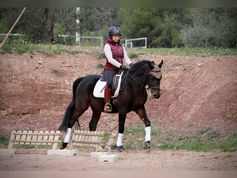Hispano árabe Caballo castrado 7 años 161 cm Morcillo in Valencia