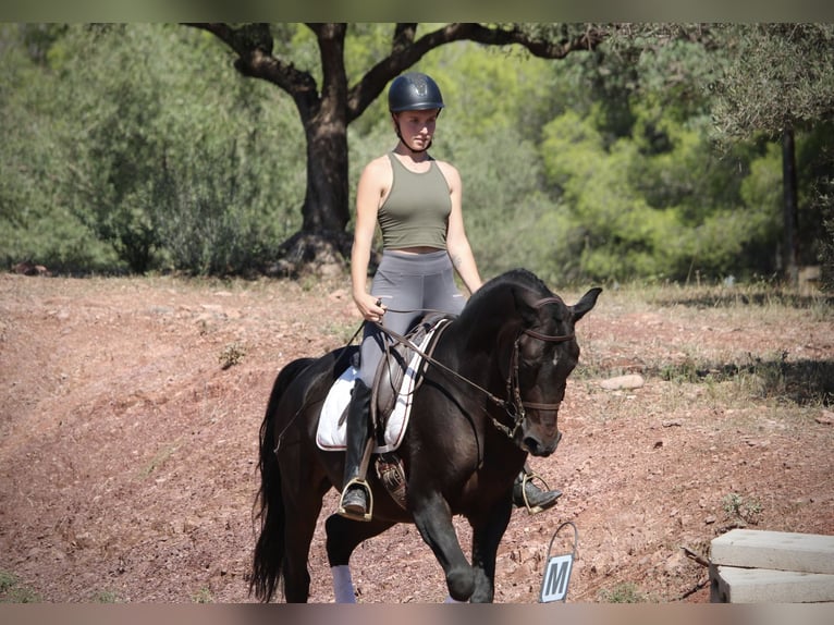 Hispano árabe Caballo castrado 7 años 161 cm Morcillo in Valencia