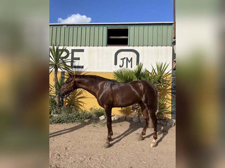 Hispano árabe Caballo castrado 7 años 162 cm Alazán in Lora del Río