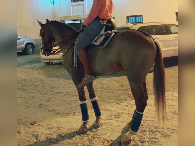 Hispano árabe Caballo castrado 7 años 162 cm Alazán in Lora del Río