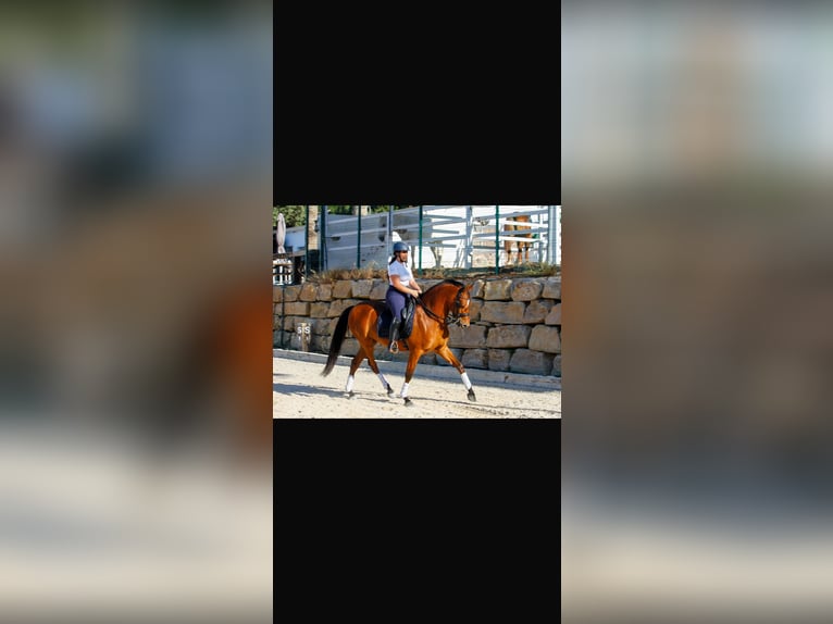 Hispano árabe Caballo castrado 7 años 163 cm Castaño in El Cigarral
