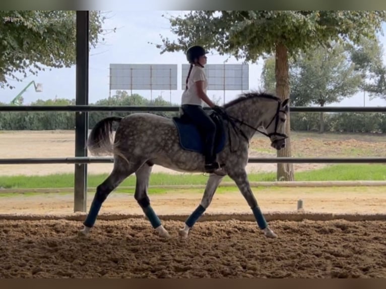 Hispano árabe Caballo castrado 7 años Tordo in Sevilla