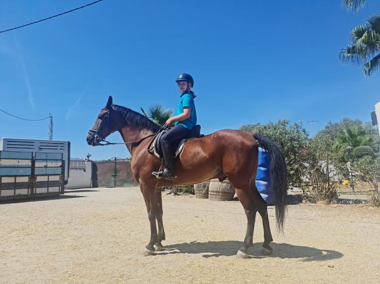 Hispano árabe Caballo castrado 8 años 165 cm Castaño in Estepona