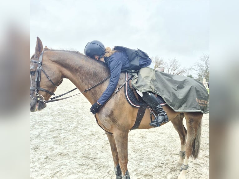 Hispano árabe Caballo castrado 8 años Castaño in Madrid