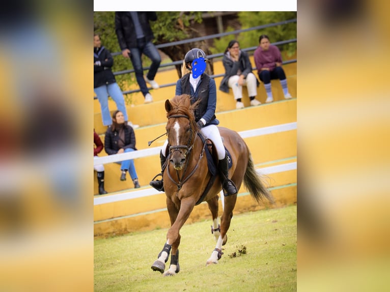 Hispano árabe Caballo castrado 8 años Castaño in Madrid