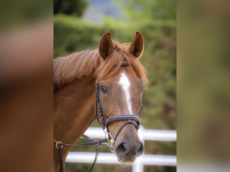 Hispano árabe Caballo castrado 8 años Castaño in Madrid