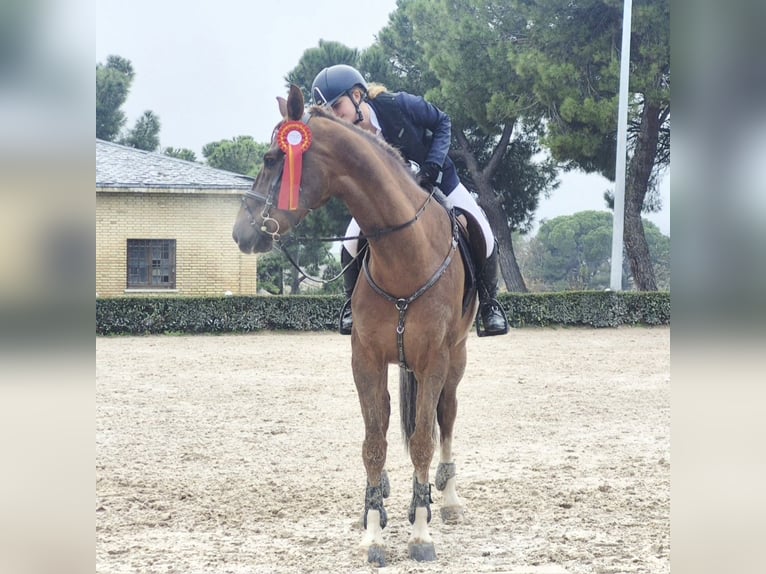Hispano árabe Caballo castrado 8 años Castaño oscuro in Madrid