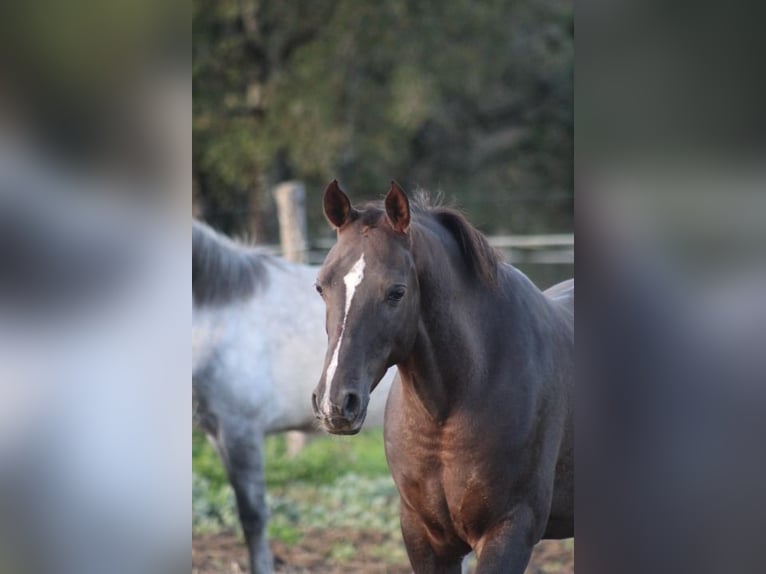 Hispano árabe Caballo castrado 9 años 150 cm Alazán-tostado in Cavagnac