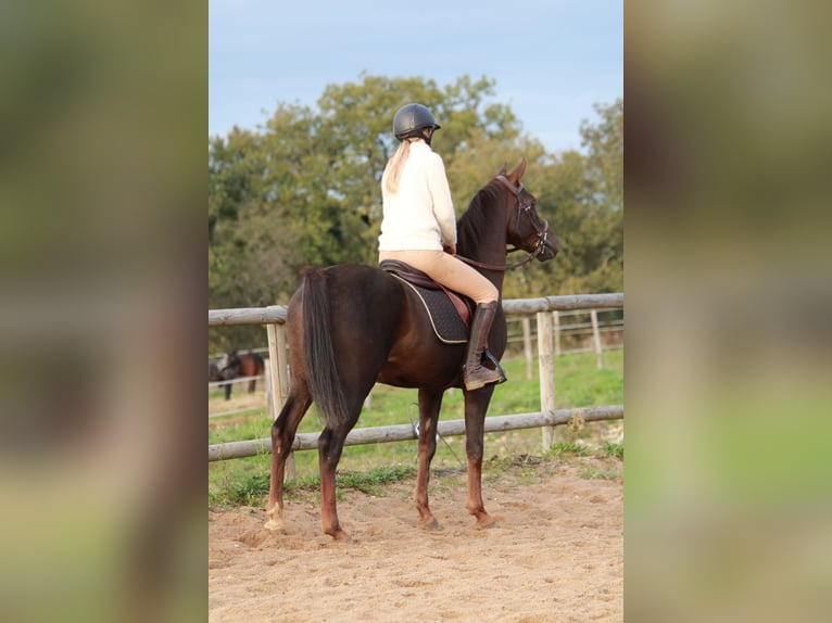 Hispano árabe Caballo castrado 9 años 150 cm Alazán-tostado in Cavagnac