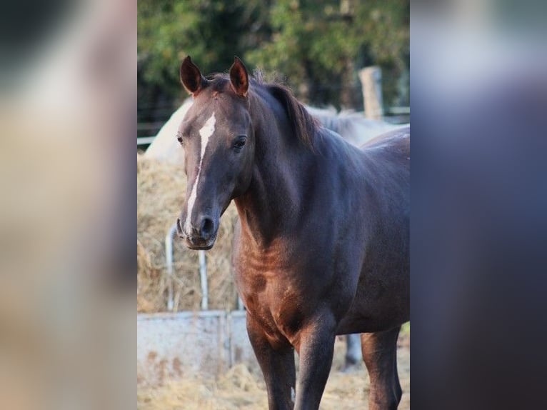 Hispano árabe Caballo castrado 9 años 150 cm Alazán-tostado in Cavagnac